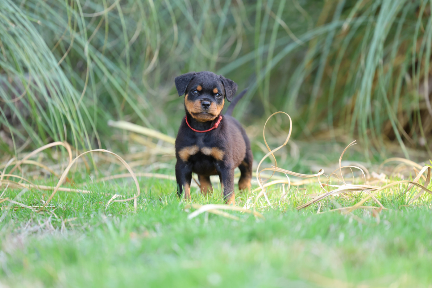 Von Schwarzer Beschützer - Chiots disponibles - Rottweiler