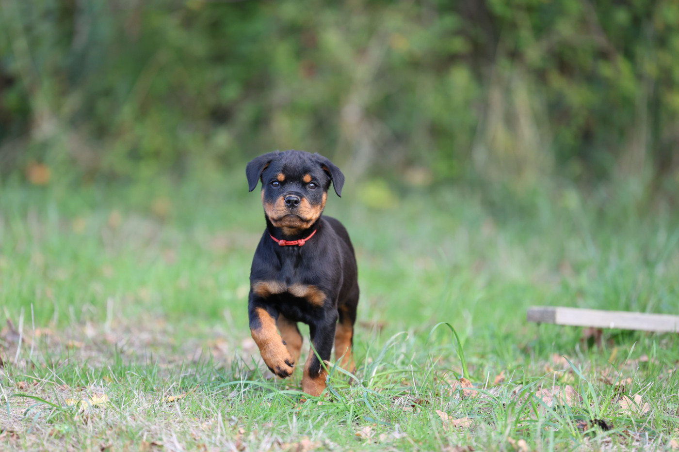 Von Schwarzer Beschützer - Chiots disponibles - Rottweiler