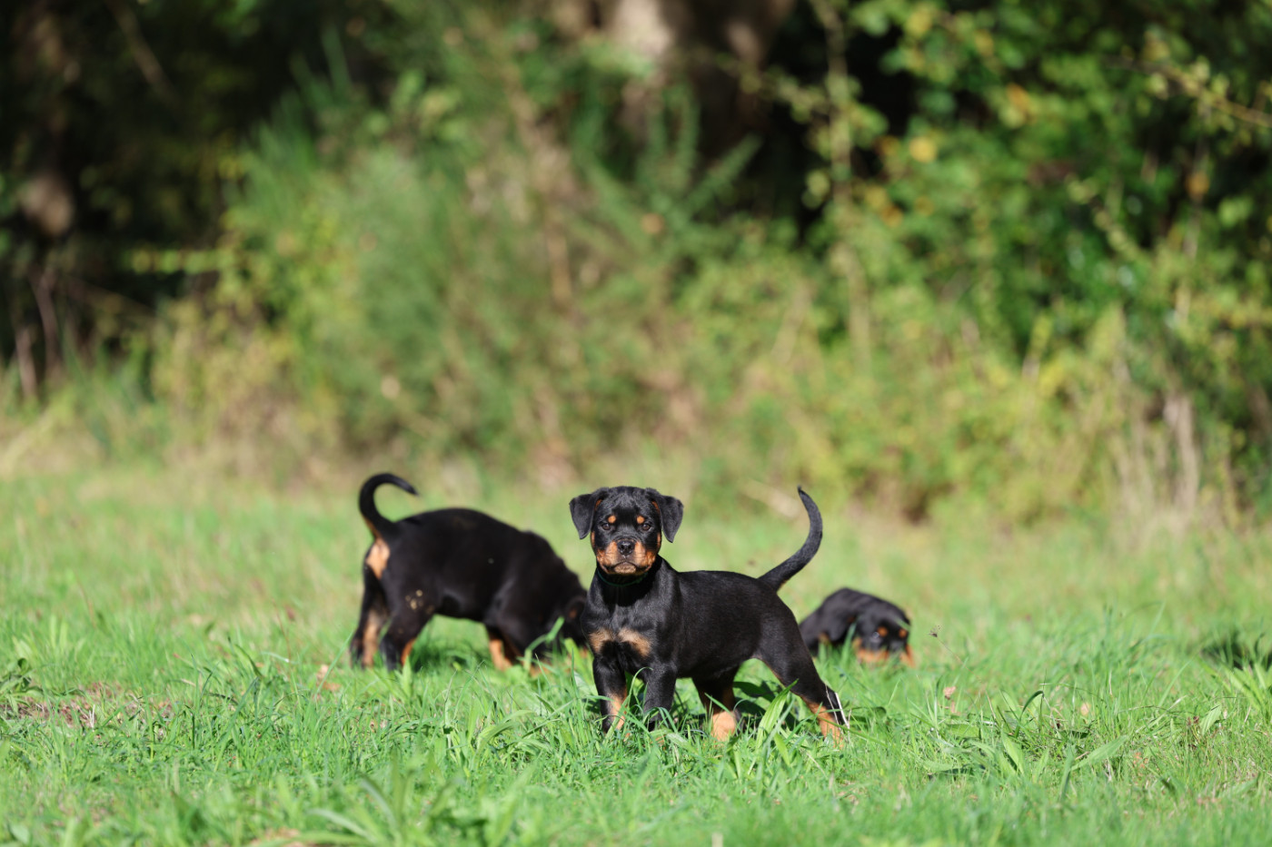 Von Schwarzer Beschützer - Chiots disponibles - Rottweiler