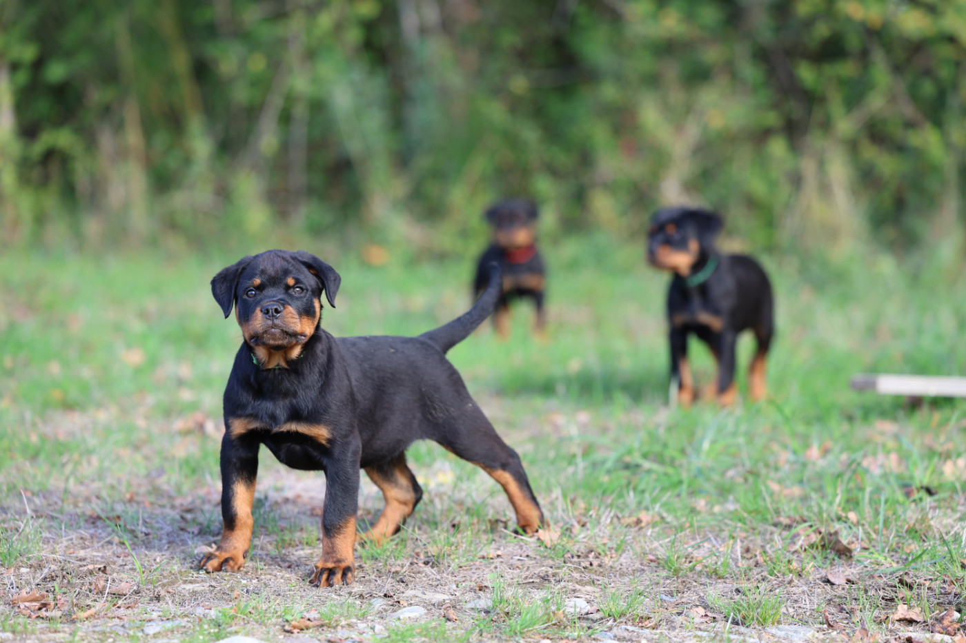Von Schwarzer Beschützer - Chiots disponibles - Rottweiler
