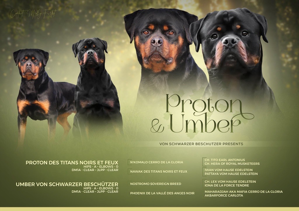 Chiot Rottweiler Von Schwarzer Beschützer