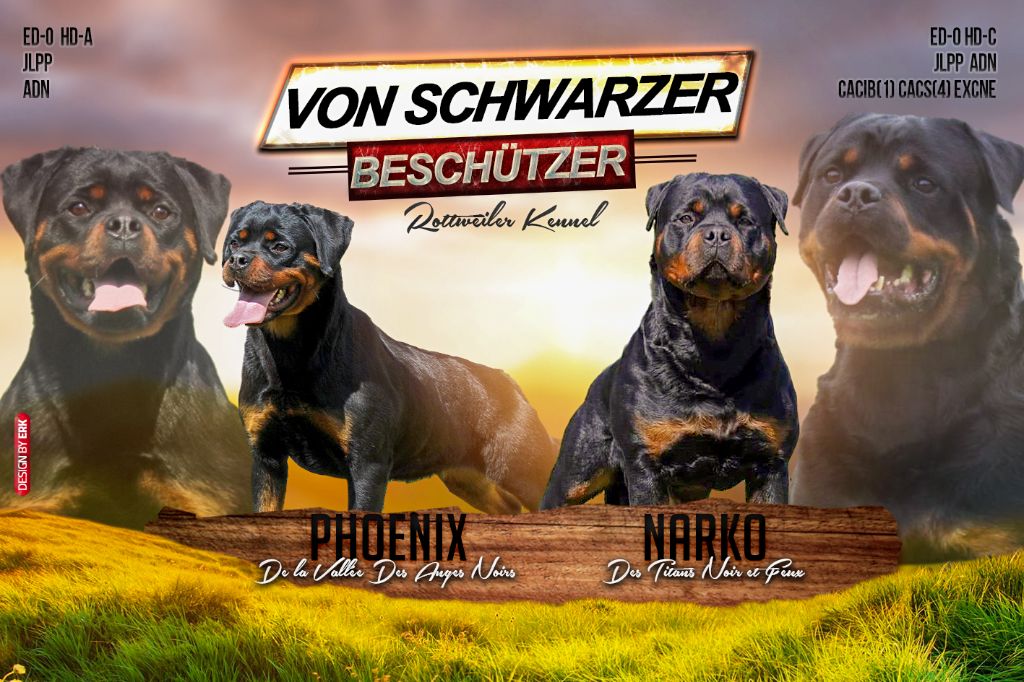 Von Schwarzer Beschützer - Rottweiler - Portée née le 28/11/2020