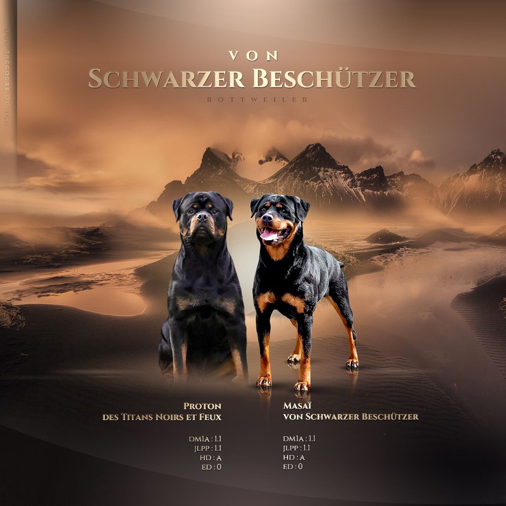 Von Schwarzer Beschützer - Rottweiler - Portée née le 15/12/2021