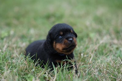 CHIOT N1