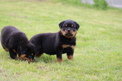 CHIOT FEMELLE COLLIER ROUGE 