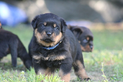 Chiot 1
