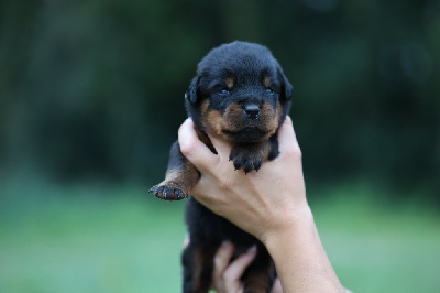 CHIOT N2
