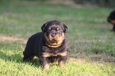 Chiot 2