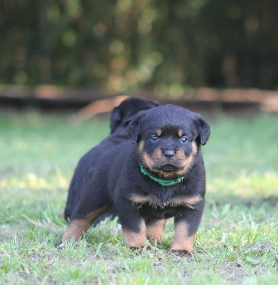 Chiot 3