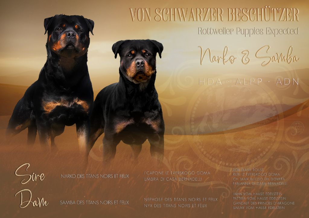 Von Schwarzer Beschützer - Rottweiler - Portée née le 07/09/2024