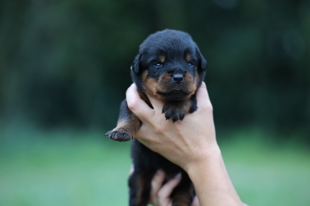 Von Schwarzer Beschützer - Chiots disponibles - Rottweiler