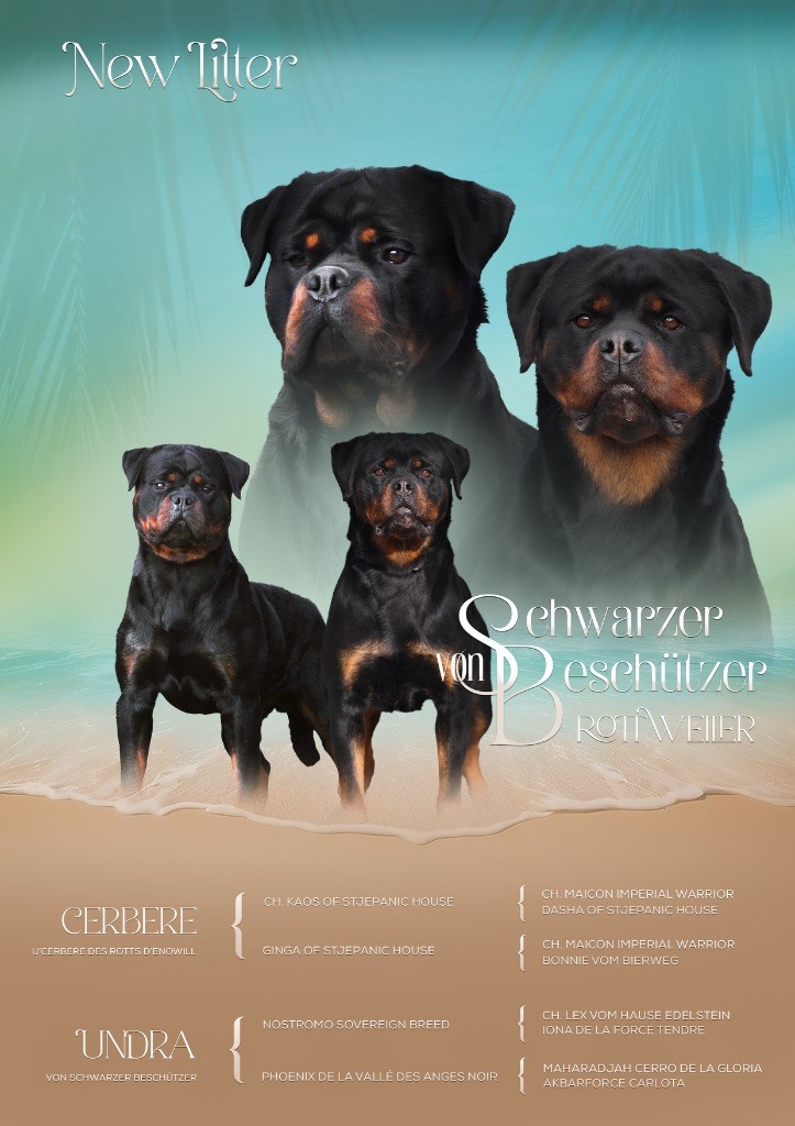 Chiot Rottweiler Von Schwarzer Beschützer