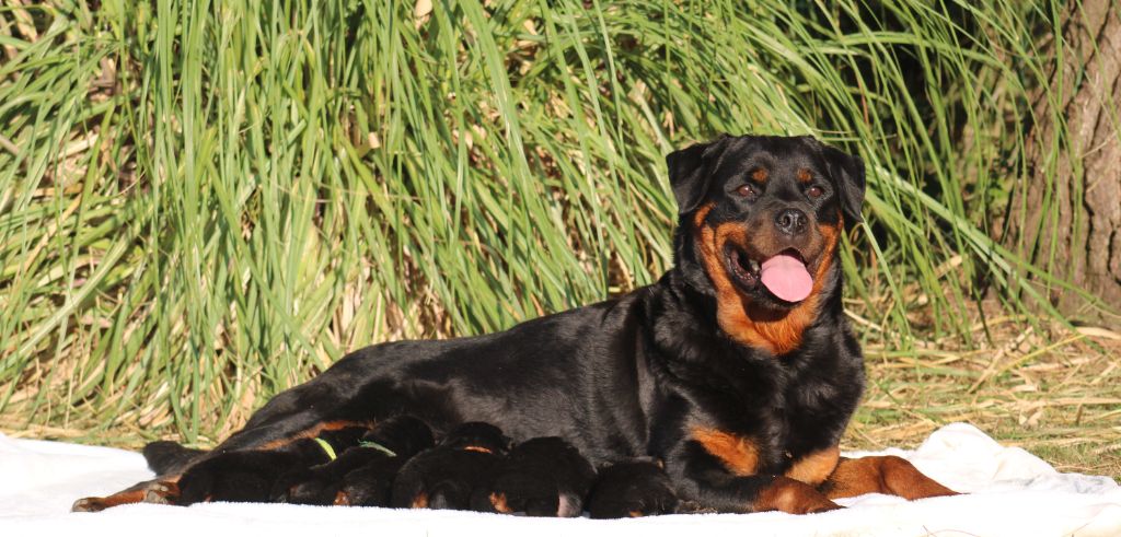 Von Schwarzer Beschützer - Rottweiler - Portée née le 06/07/2023