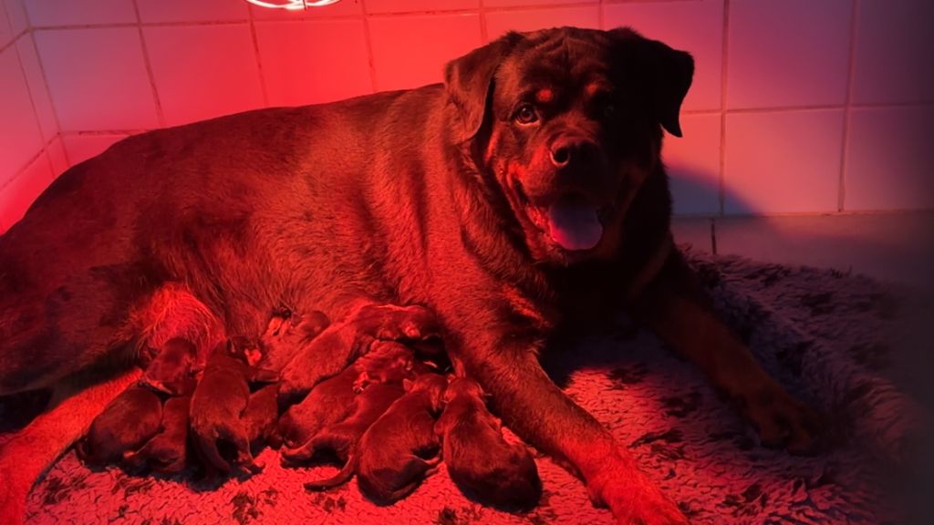 Von Schwarzer Beschützer - Rottweiler - Portée née le 26/04/2023