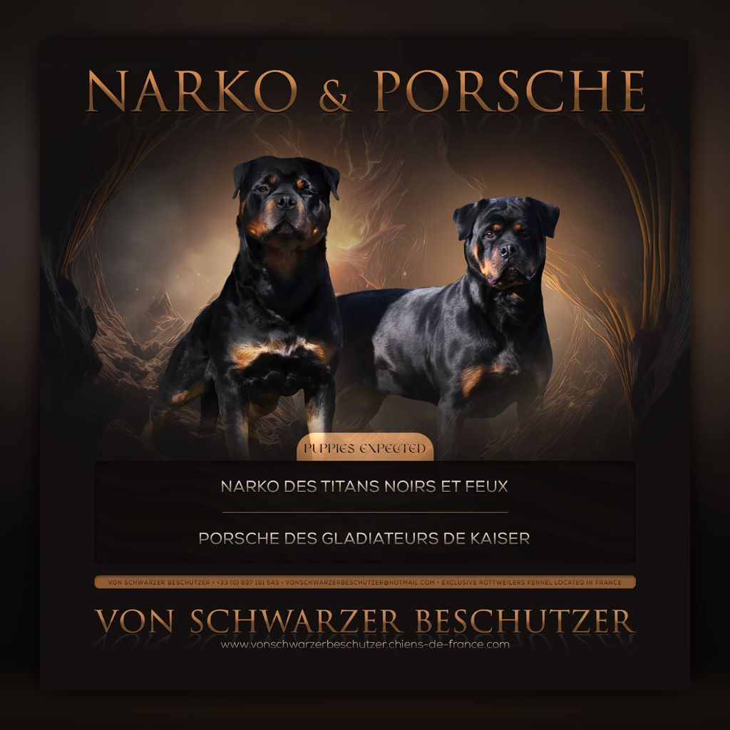 Von Schwarzer Beschützer - Rottweiler - Portée née le 16/04/2024